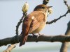 Nightingale at Canvey Wick (Steve Arlow) (73170 bytes)